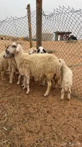 حرى فوق المتوسط 