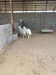 حرى ( رخــال )