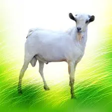تيس مستورد